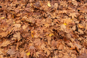 Dried sycamore leaves in autumn. Can be used as background photo.