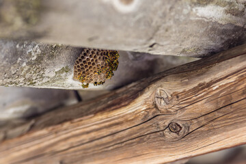 wasp nest