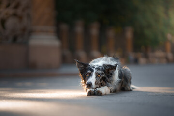 nice dog in the city. border collie lies on the pavement - obrazy, fototapety, plakaty