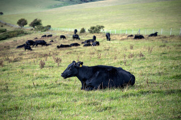 Cattle resting in sunshine in English countryside