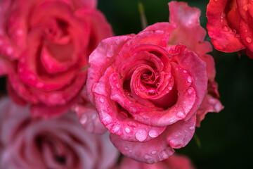 Nice rose at rainy day with rain drops high contrast macro nature photography