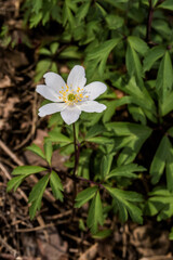 Windflower (Anemone nemorosa) in forest