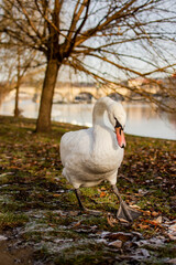 Obraz premium Swan on the banks of the Vlatva river