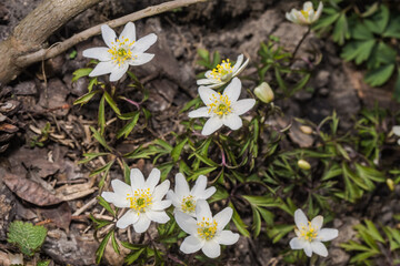 Windflower (Anemone nemorosa) in forest