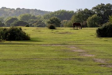 Pastureland in sunshine in the Hampshire New Forest