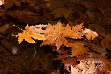 In autumn, the fallen leaves formed a contrast image in the water.
