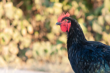 portrait of a beautiful black rooster on autumn day