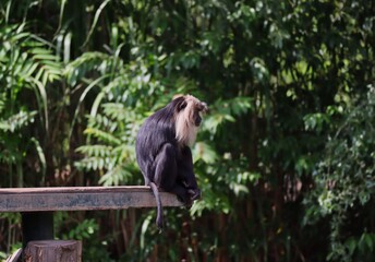 Macaque with Black Hair and Silver-White Mane Sits on the Edge of Wood in Zoo. Lion-Tailed Macaque (Macaca Silenus), or the Wanderoo, is an Old World Monkey. 