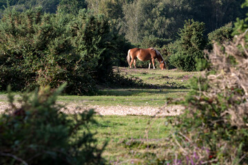 Scene in Hampshire New Forest with semi-wild pony