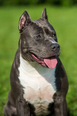 cute Blue hair American Staffordshire Terrier dog