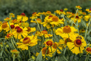 Common Sneezeweed (Helenium autumnale) in garden