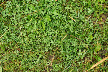 Little green plants sprouting on dirt top view texture graphic design template