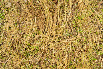 Trampled brown tall grass top view texture graphic design template