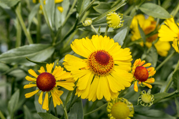 Common Sneezeweed (Helenium autumnale) in garden