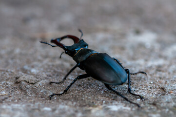Close-up of a stag beetle walking on the ground.
