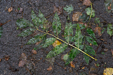 Dark black asphalt road with large flat twig with green leaves and other small leaves
