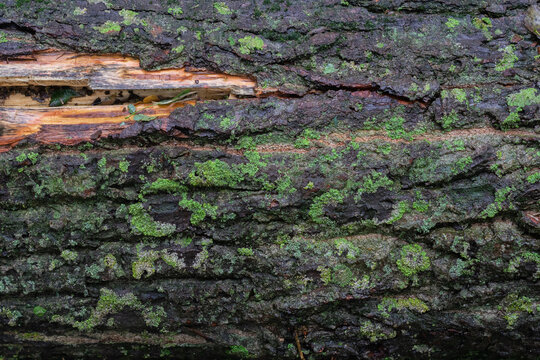 Dark wet tree bark with wood exposed covered in green moss lichen spots