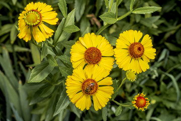 Obraz premium Common Sneezeweed (Helenium autumnale) in garden