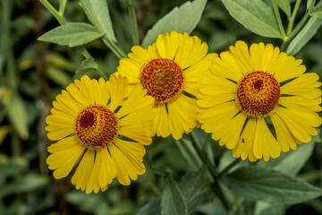 Common Sneezeweed (Helenium autumnale) in garden