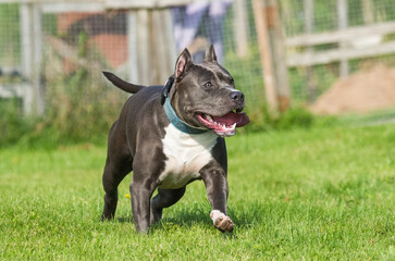 cute Blue hair American Staffordshire Terrier dog