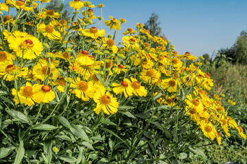 Common Sneezeweed (Helenium autumnale) in garden