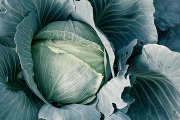 Fototapeta na wymiar Fresh organic headed cabbage with leaves. Natural and safety food