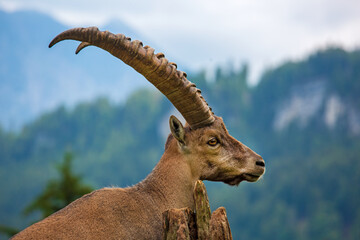 Steinbock - Allgäu - Alpin - kopg