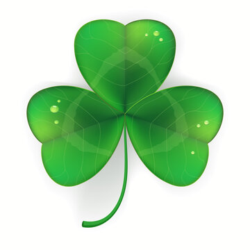 Clover shamrock realistic, Saint Patricks Day symbol. vector illustration