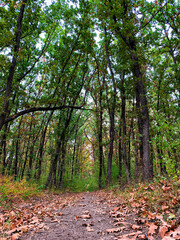 Low angle view on forest path leading through the woods in autumn 
