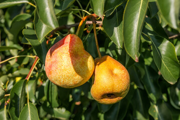 European Pear (Pyrus communis) in orchard