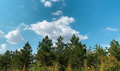 Pine trees over sunny bright blue sky with fluffy clouds