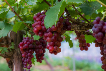 Grape Vine