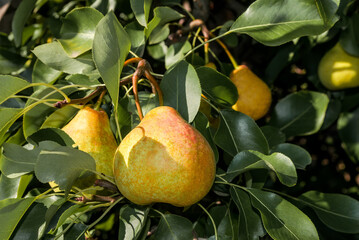 European Pear (Pyrus communis) in orchard