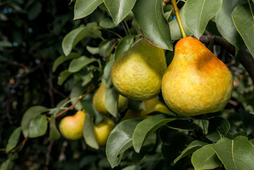 European Pear (Pyrus communis) in orchard