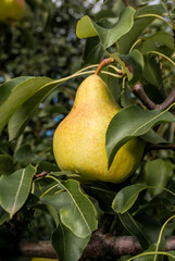 European Pear (Pyrus communis) in orchard