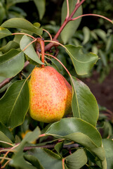 European Pear (Pyrus communis) in orchard