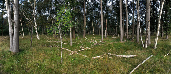 Forest with tree stems. Holtingerzand Havelte Drenthe Netherlands