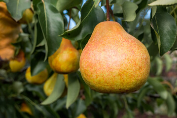 European Pear (Pyrus communis) in orchard