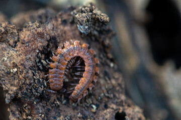 Close-up of a brown centipede sitting on a log