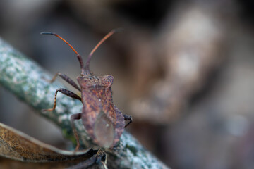 Close-up of a brown marmorated stink bug. Shallow depth of field. Halyomorpha halys.