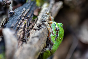 Close-up of a little green frog sitting on a log