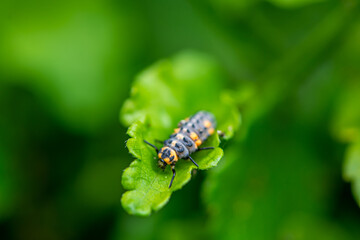 Close-up of a ladybird larvae on a leaf. Shallow depth of field.