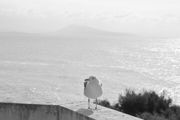 Une mouette à Biarritz sur fond de mer