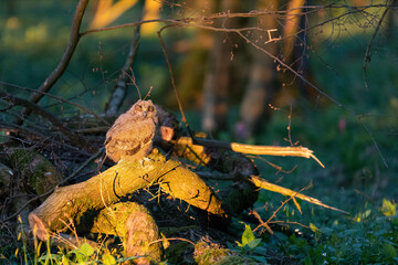 Uhu Jungtier Küken im Wald auf Baumstamm