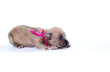 newborn puppy and pink ribbon on white background