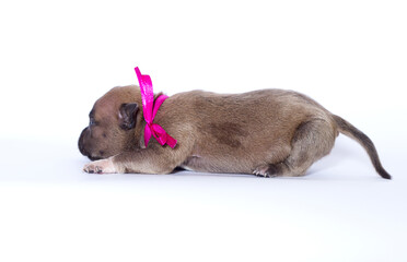 newborn puppy and pink ribbon on white background