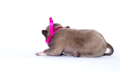 newborn puppy and pink ribbon on white background