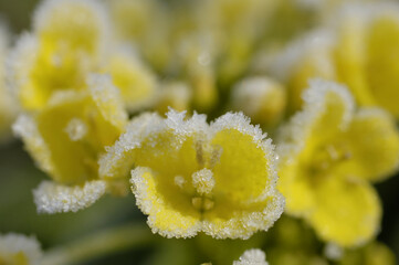 アスパラ菜の花