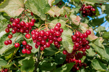 Water Elder (Viburnum opulus) in garden