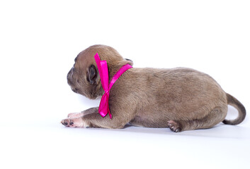 Obraz premium newborn puppy and pink ribbon on white background
